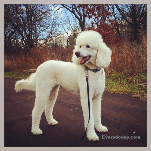 can I groom my own poodle? 2