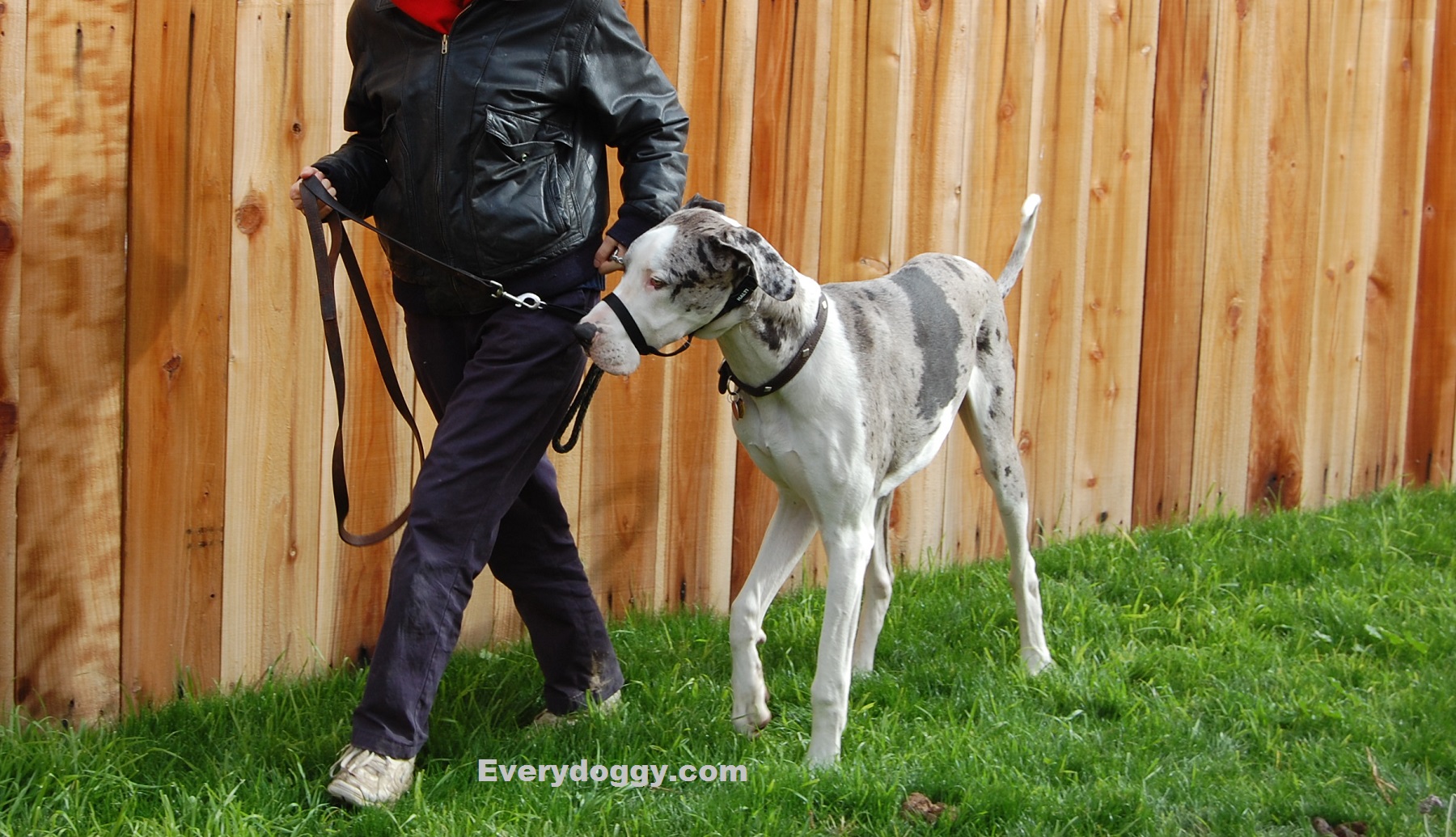 Best leash and collar for a big dog