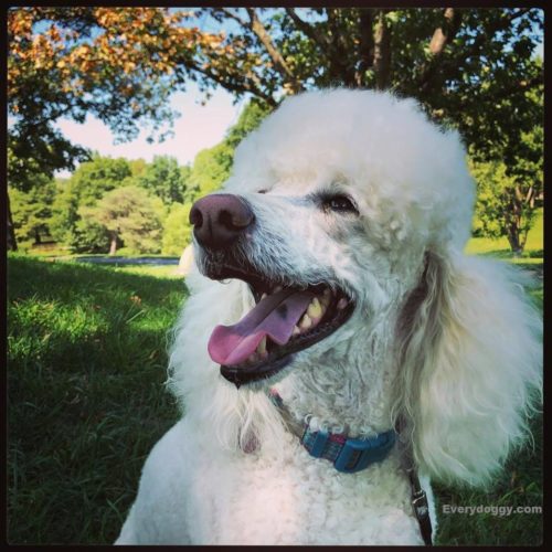 Happy poodle